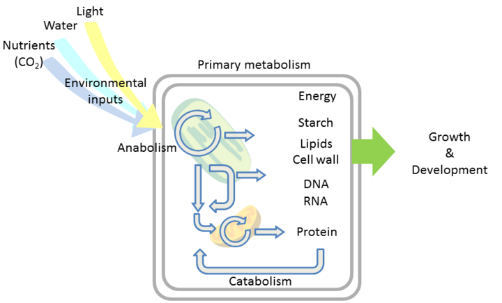 Metabolism